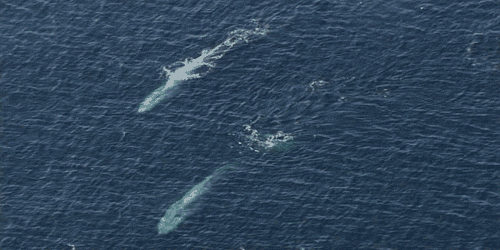 planet earth ocean GIF