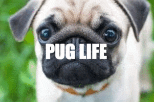 Pugs GIF