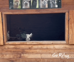 Pop Up Reaction GIF by Go RVing Canada