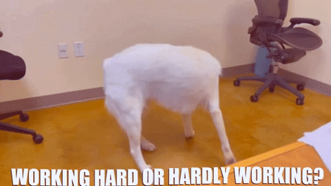 Adopt Hardly Working GIF by Peninsula Humane Society & SPCA - Find & Share on GIPHY