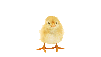 Prokauf Sticker