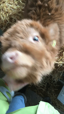 Aww Reaction GIF by JustViral.Net