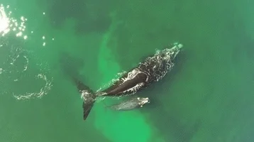marine biology ocean science GIF