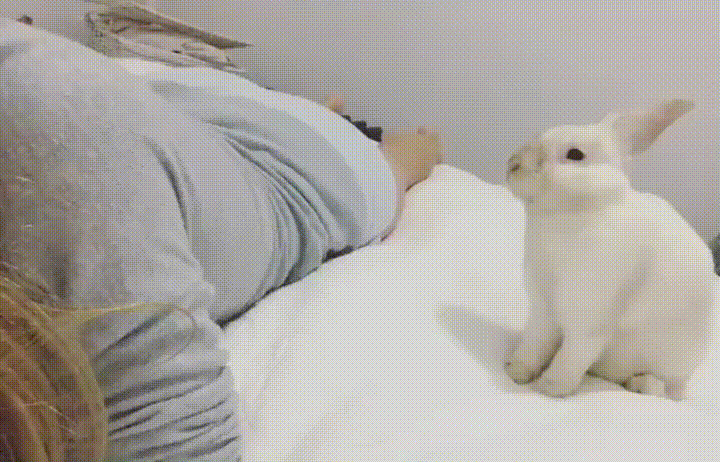 https://media3.giphy.com/media/gmoCQ9y6dlc5O/giphy.gif