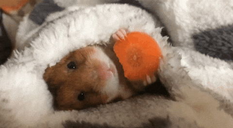 giphy.gif?cid=4d1e4f29253dcb026d3f4199ebf4b1b1df54e9785067ca77&rid=giphy.gif