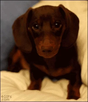 excited dog GIF