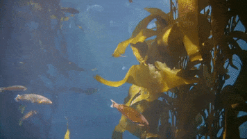 Ocean Fish GIF by Monterey Bay Aquarium