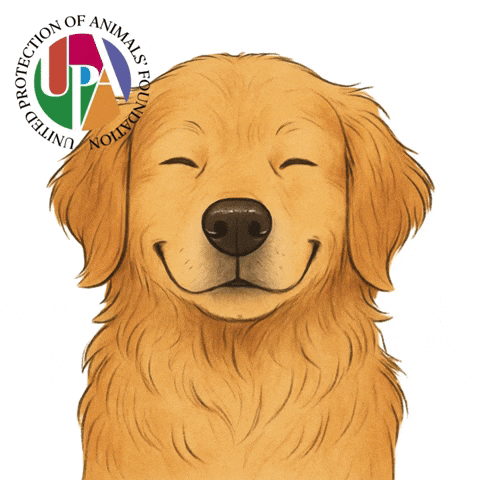 Dog Upa GIF by upafoundation