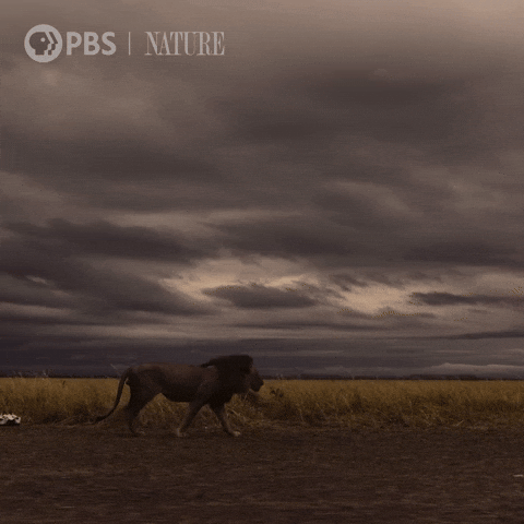 Explore Pbs Nature GIF by Nature on PBS