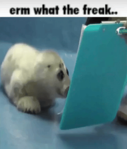 Reading Seal GIF