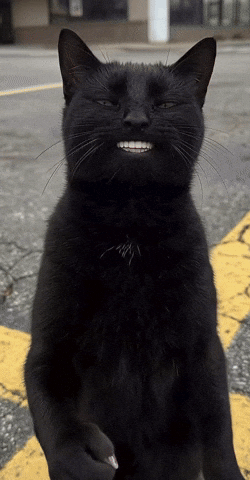 Black Cat Yes GIF