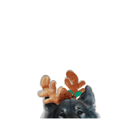 Groll collection GIFs on GIPHY - Be Animated