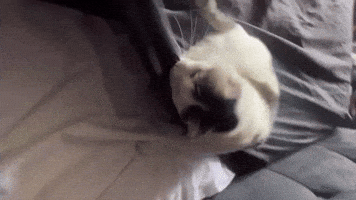 Cat GIF