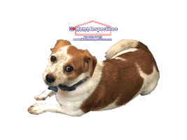 Jackdog Sticker by IM Home Inspections