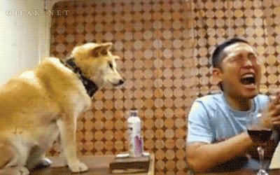 Dog Deodorant GIF - Find & Share on GIPHY