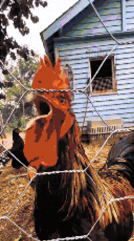 Screaming Lets Go GIF by The LSD Hotel