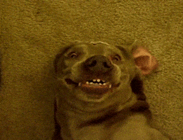 Happy Dog GIF