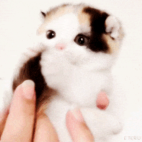 200w.gif?cid=82a1493bxq52c88eqswgr70si1ji3tth0pg1ypfqq6tylklz&rid=200w.gif&ct=g