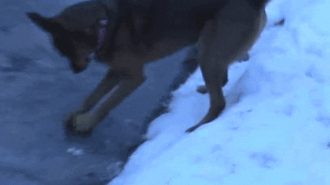 Dog Trying GIF - Find & Share on GIPHY