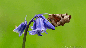 Butterfly Conservation GIF