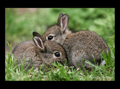 bunnies