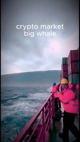 Cat GIF