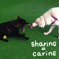 PeninsulaHumaneSocietySPCA dogs sharing shelter sharing is caring GIF