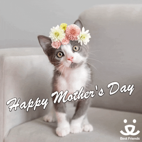 Save Them All Mothers Day GIF by Best Friends Animal Society