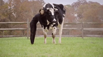 cow hug GIF by Mercy For Animals
