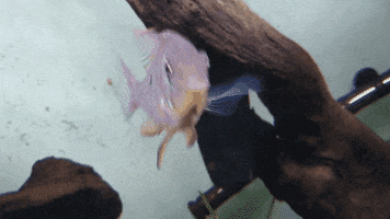 Fish GIF