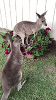 Kangaroo GIF by Storyful