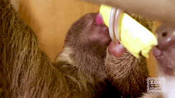 Baby GIF by ZooATL