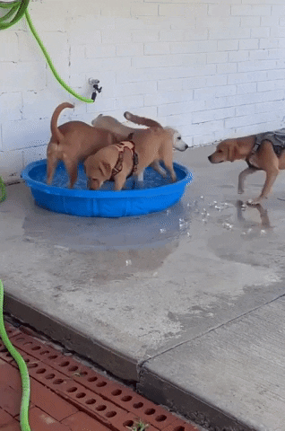 Pool Party Summer GIF by Storyful