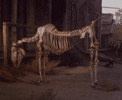 Ghost Town Horse GIF by Muppet Wiki