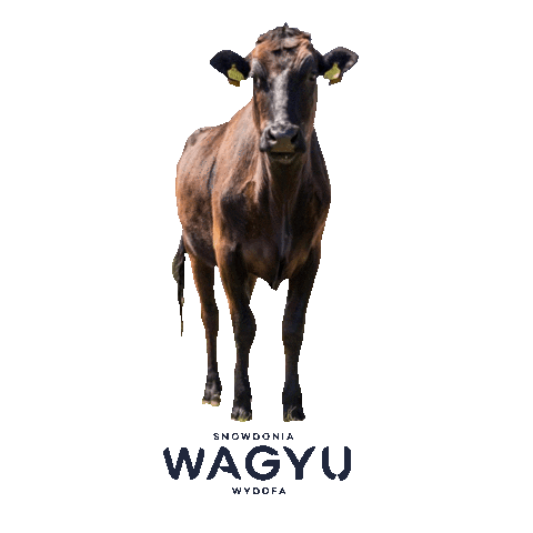 Snowdonia Wagyu Sticker