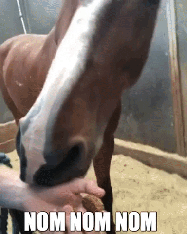 GingerBiscuits snacking ginger biscuits ginger biscuit horse cookie GIF