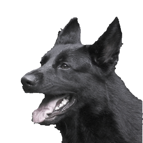 Chaperone K9 Sticker