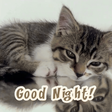 Good Night Cat GIF