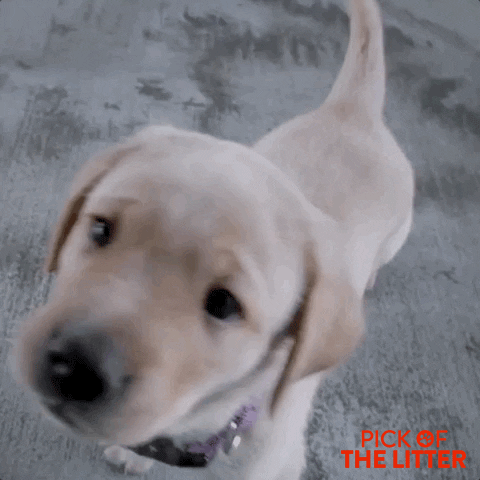 puppy no GIF by Signature Entertainment