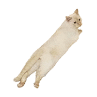 Cat Kitty Sticker by radratat