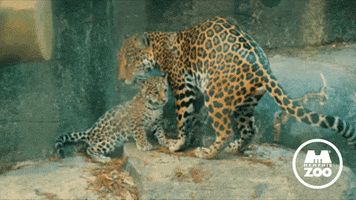 Miss You Love GIF by Memphis Zoo