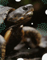 Laser Turtle GIF by Black Math
