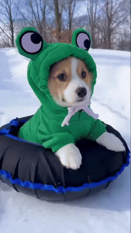 Corgi Cutecorgi GIF
