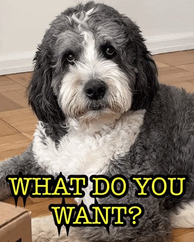 What Do You Want Sassy Dog GIF