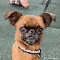 Brussels Griffon What GIF