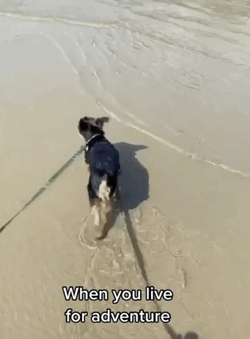 Cooper Cute Dog GIF by Shelly Saves the Day