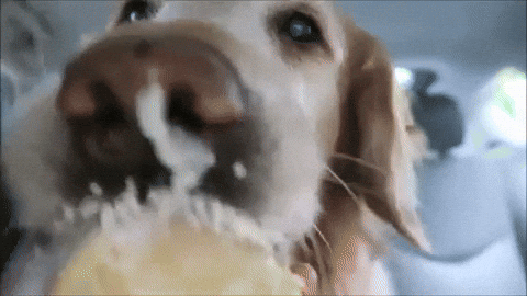 Ice Cream Dog Gif Find Share On Giphy