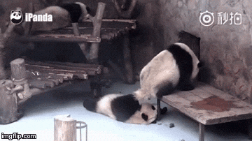 giphy.gif