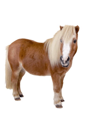 Reitsport Schockemöhle Sticker