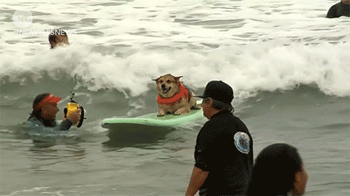 San Diego Dogs GIF by NowThis - Find & Share on GIPHY